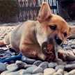 柴犬のお顔☆ 柴犬のお顔☆