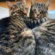 ねこたんい