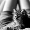 Cat Food(=^・^=)