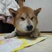 ゆうこりんこりこり