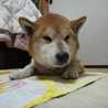 ゆうこりんこりこり