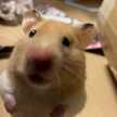 みぃのお菓子屋さん