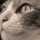 AntiqueCat
