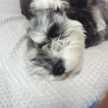 icchan7