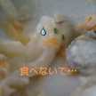 yunchisaru