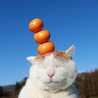 ふじみかん