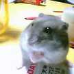 まかお