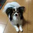 がんばらない主婦