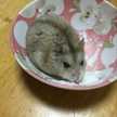 ♀がんもちゃん♀
