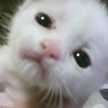みゃ～あ