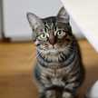 ねこねこ専業主婦