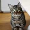 ねこねこ専業主婦