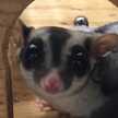 りょうムンディ
