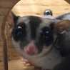 りょうムンディ