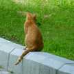 そらいろ猫