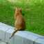 そらいろ猫