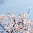 花のころ