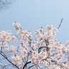 花のころ 花のころ