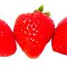 Fragaria１５