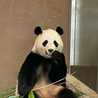 panda__pan panda__pan