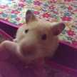 つがゐこがらし