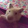 つがゐこがらし