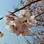 ねこのかあさん