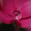 magnolia*