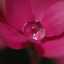 magnolia*