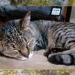 あさりん☆とねこ