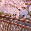 蜜柑の樹