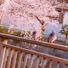 蜜柑の樹