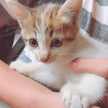 ナガミノ