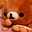 コピー