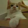 モカッピー