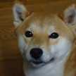 ｙｕｚｕｄｏｇ★