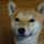 yuzudog★ yuzudog★