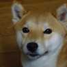 ｙｕｚｕｄｏｇ★