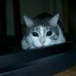chrboo