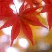秋野紅葉