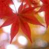 秋野紅葉
