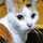 おたぬねこ