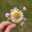 ｍａｍａＣｈｉｐ