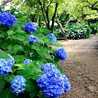 紫陽花の花
