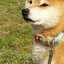 紅のみずりんこ