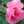 skyrose