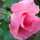skyrose