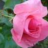 skyrose