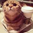 まぁ坊あずにゃん