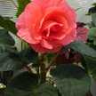 nt_pomme